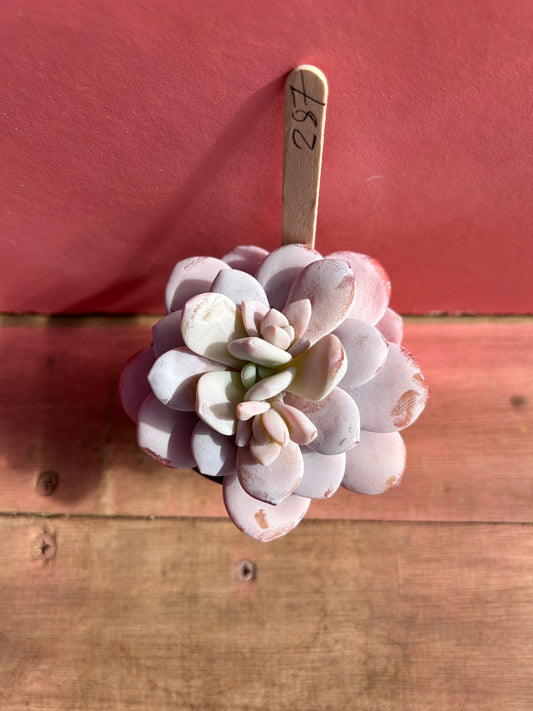Echeveria laui (287)