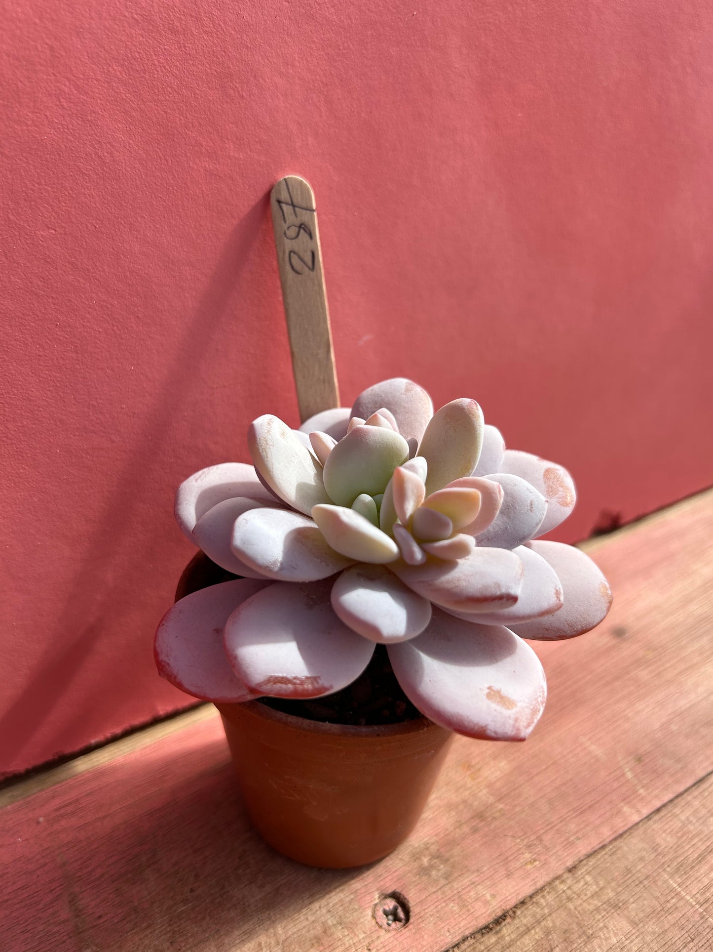 Echeveria laui (287)