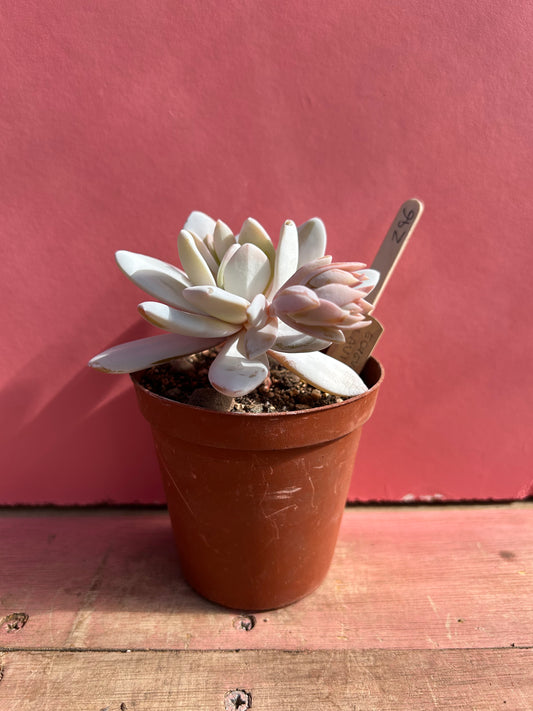Echeveria laui (296)