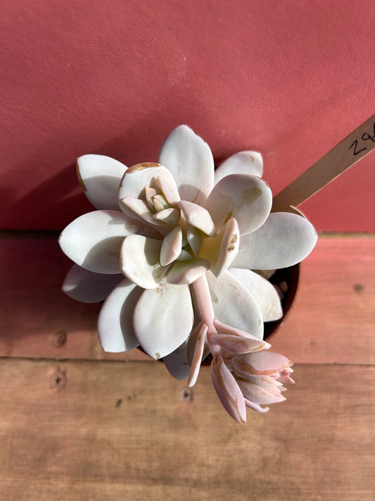 Echeveria laui (296)