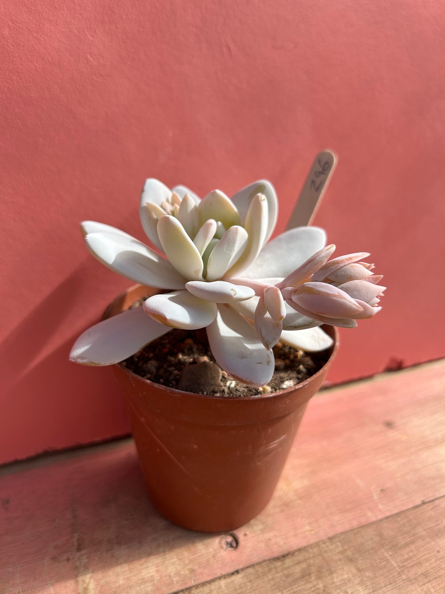 Echeveria laui (296)