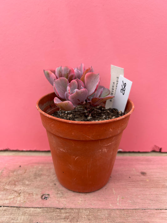 Echeveria tolimanesis (266)