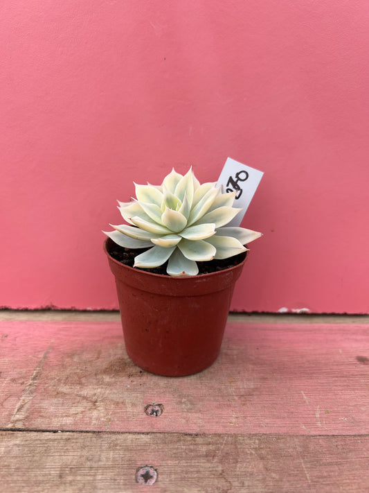 Echeveria desmetiana variegata (270)