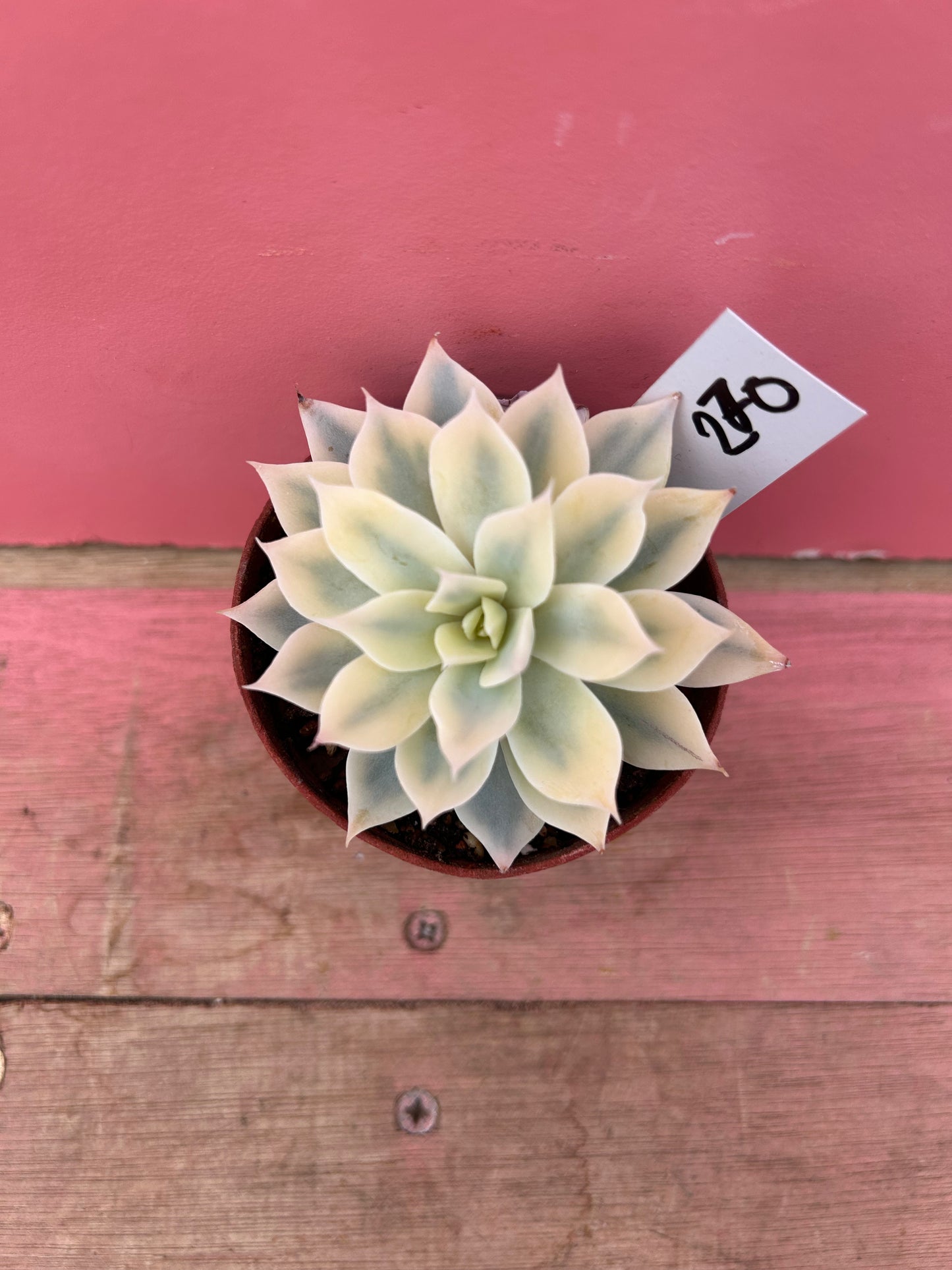 Echeveria desmetiana variegata (270)