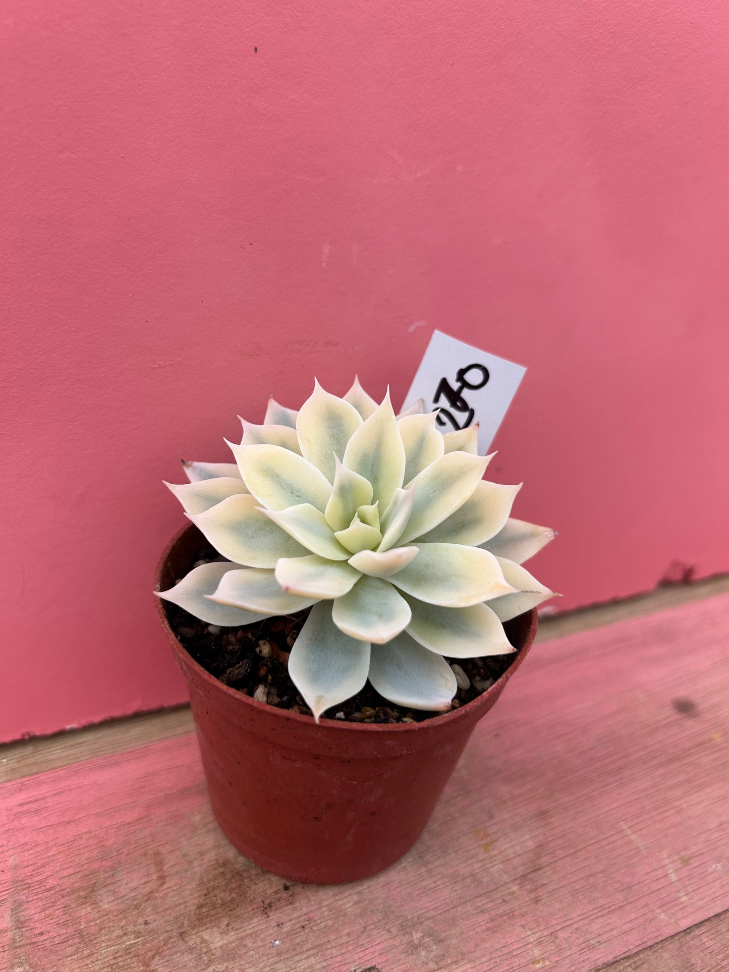 Echeveria desmetiana variegata (270)