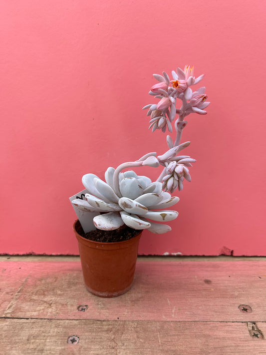 Echeveria laui (273)