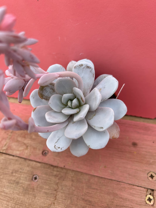 Echeveria laui (273)