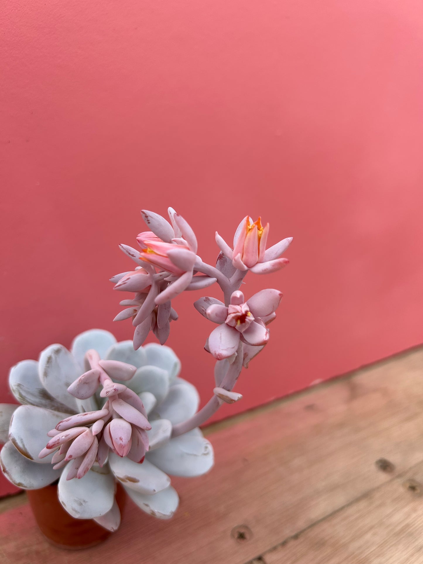 Echeveria laui (273)