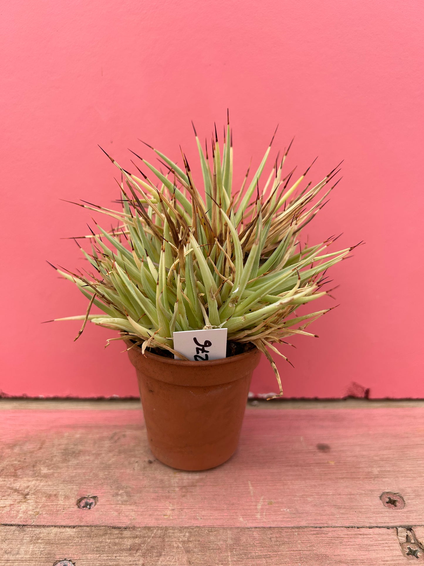 Agave filifera (276)
