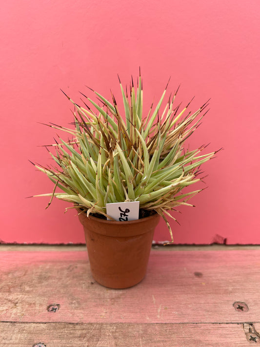 Agave filifera (276)