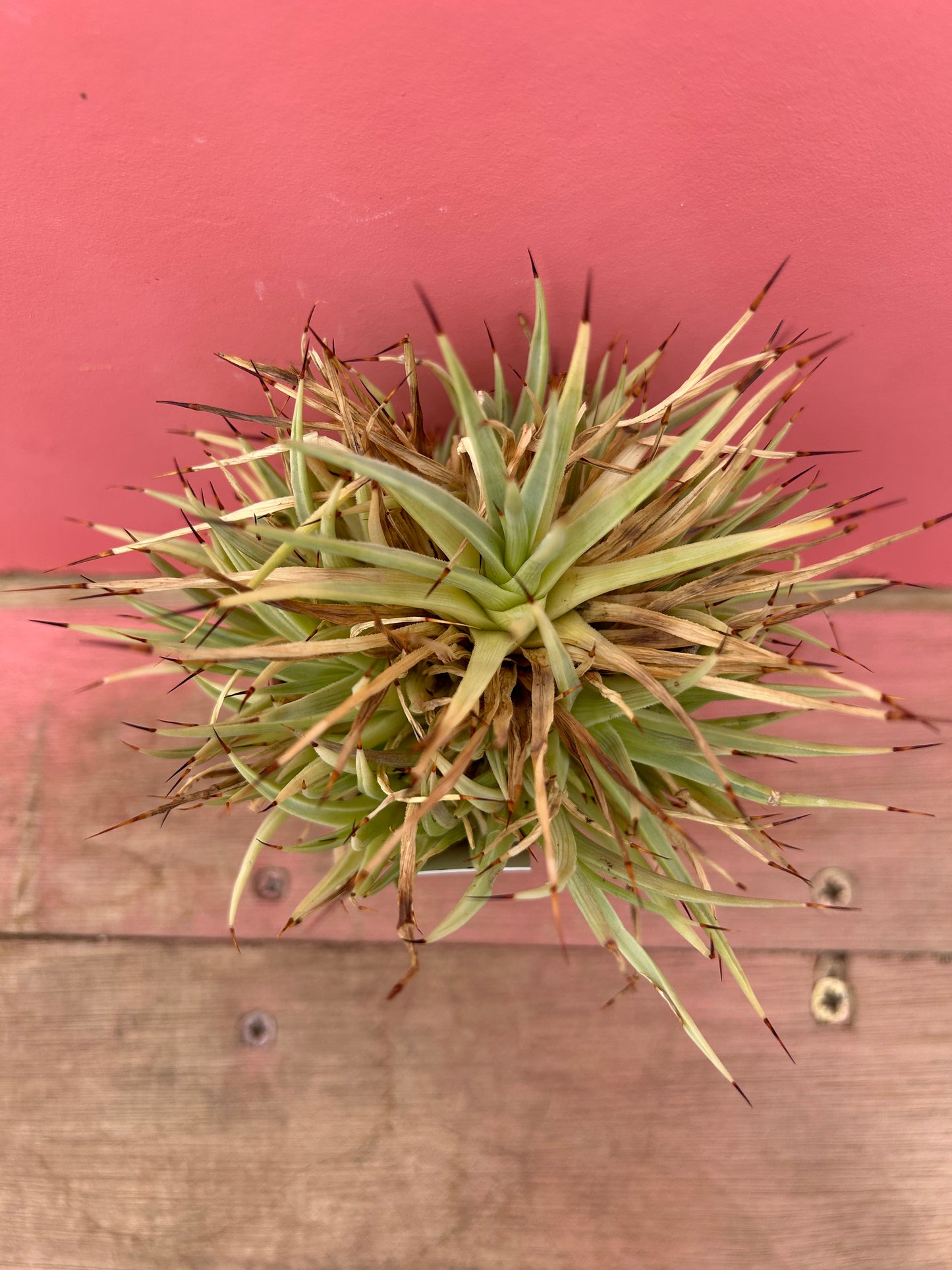 Agave filifera (276)