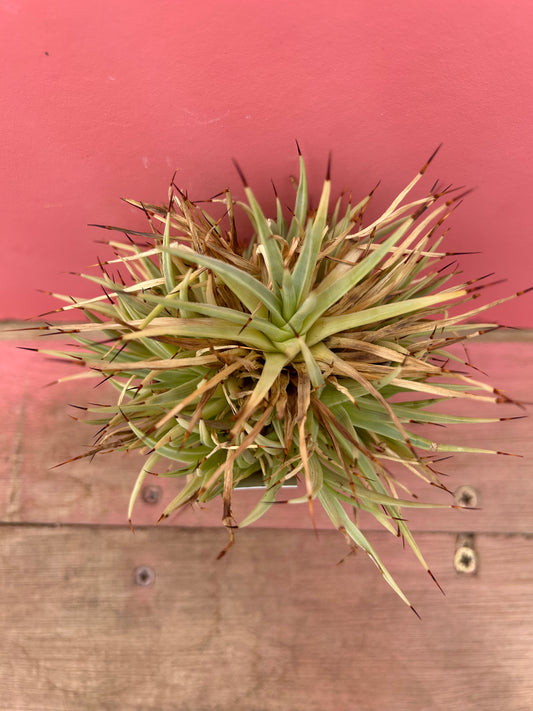 Agave filifera (276)