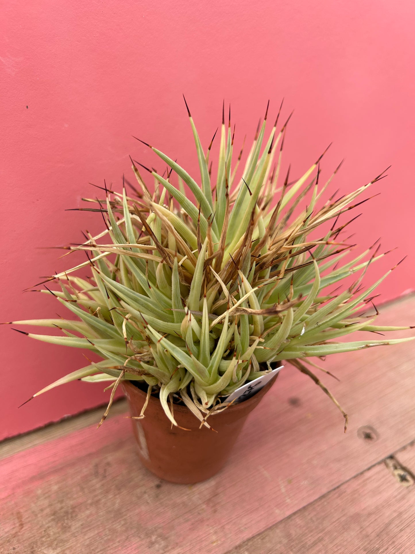Agave filifera (276)