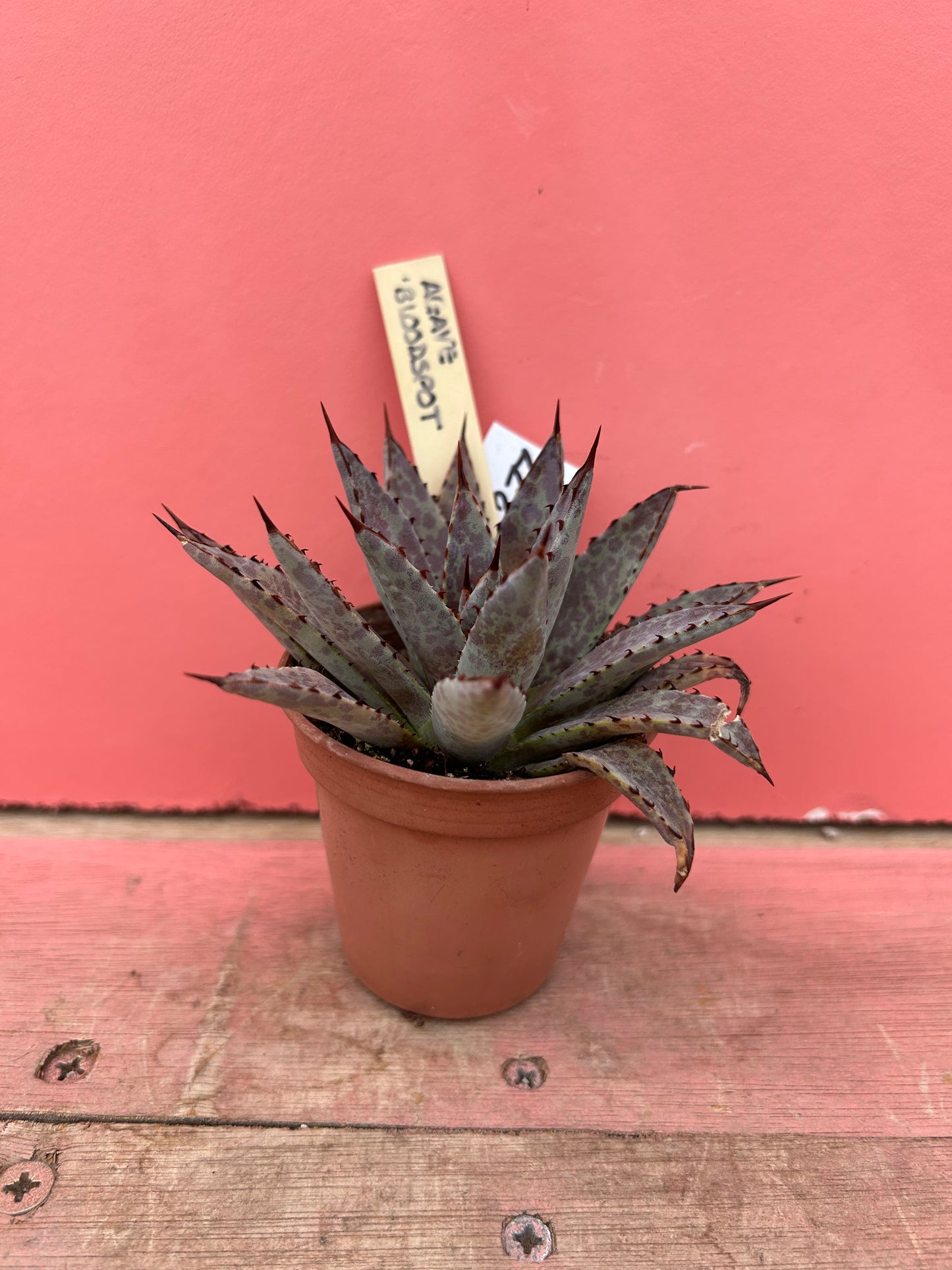 Agave bloodspot (277)