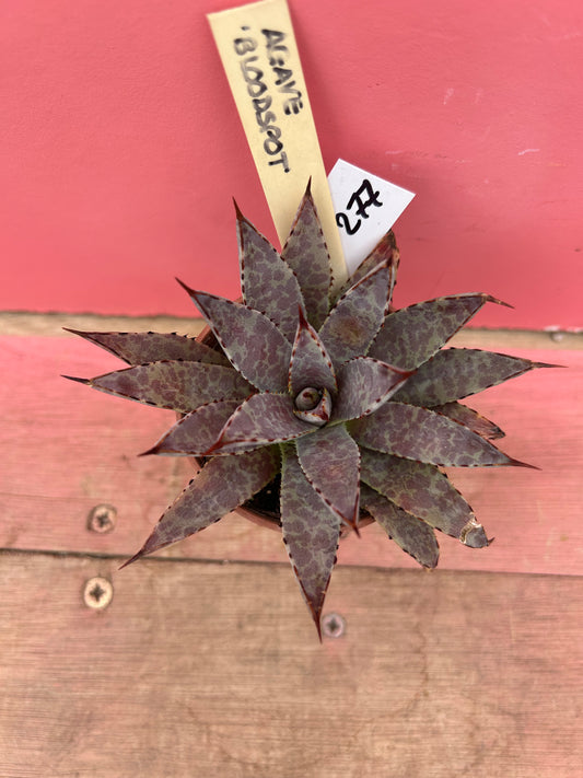 Agave bloodspot (277)