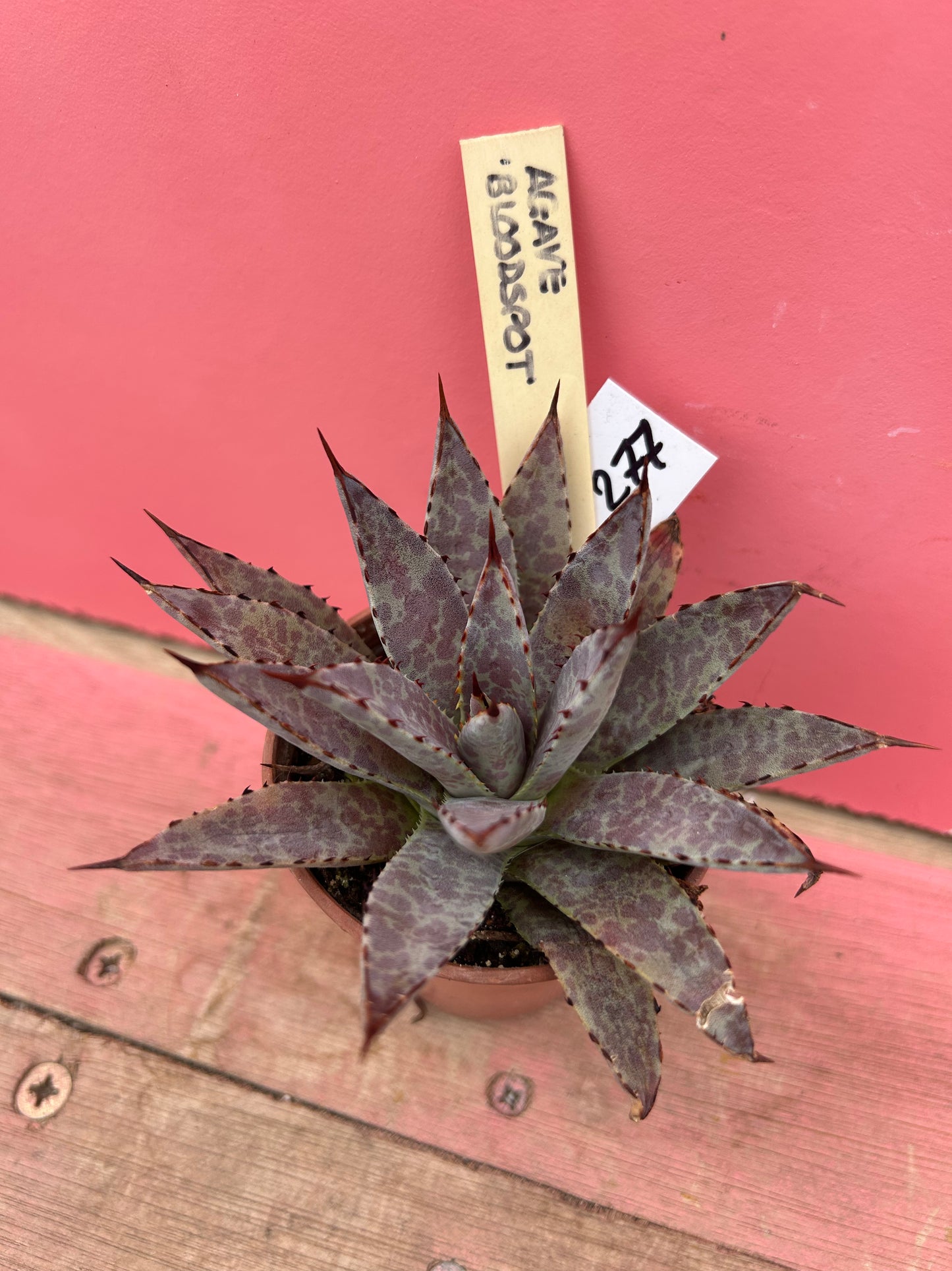 Agave bloodspot (277)