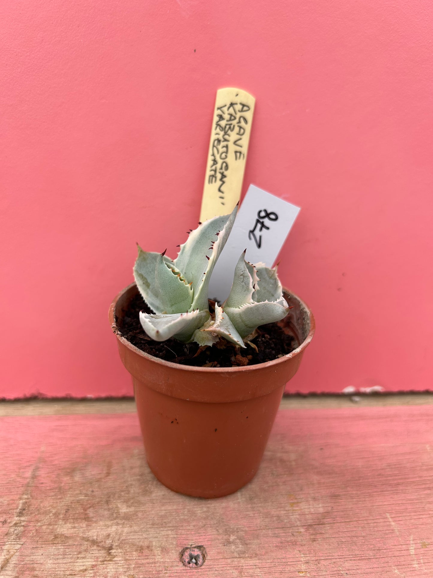 Agave Kabutogan variegata (278)