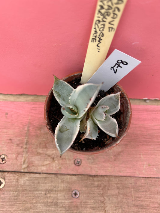 Agave Kabutogan variegata (278)