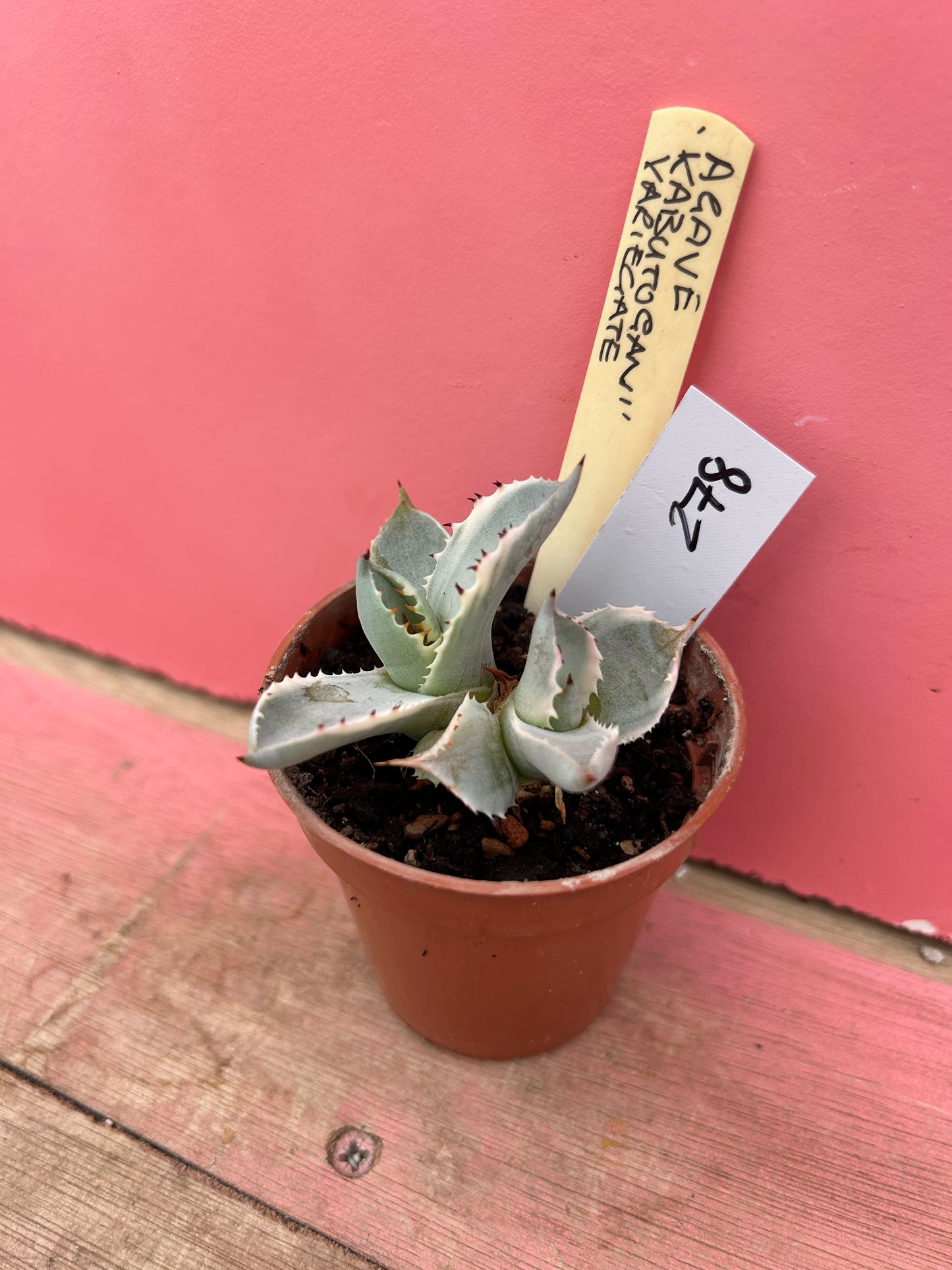 Agave Kabutogan variegata (278)