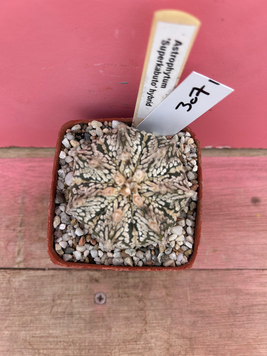 Astrophytum superkabuto (307)