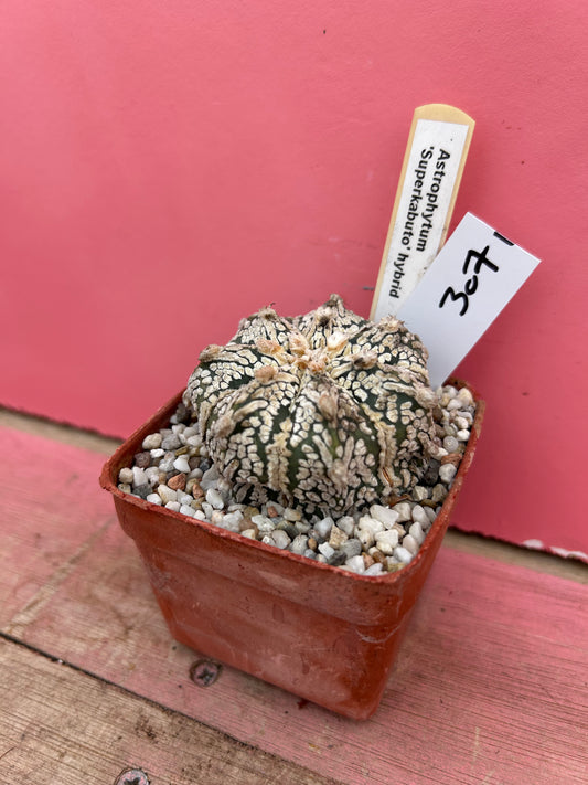 Astrophytum superkabuto (307)