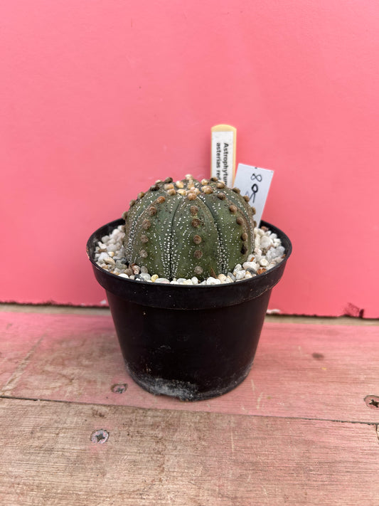 Astrophytum asterias - red flower (308)
