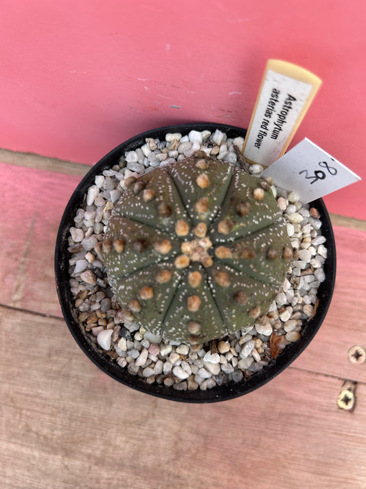 Astrophytum asterias - red flower (308)