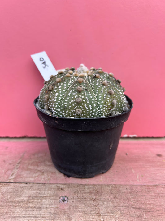 Astrophytum asterias variegated (310)