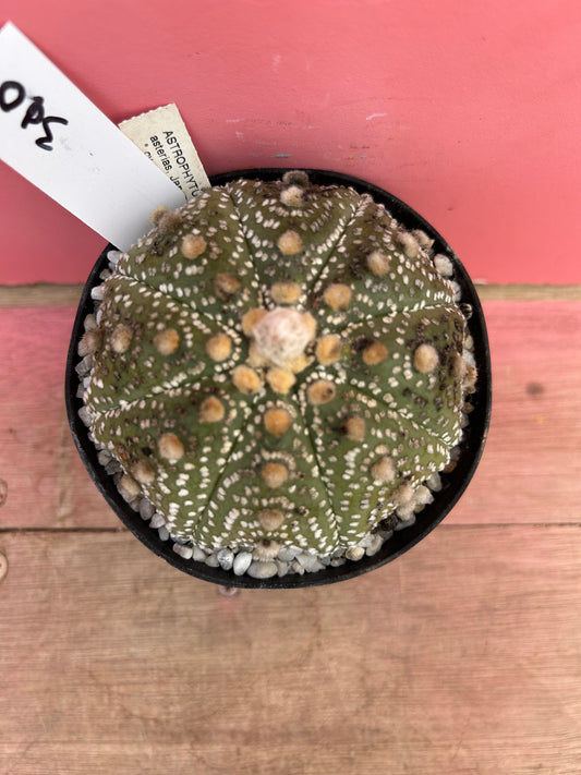 Astrophytum asterias variegated (310)