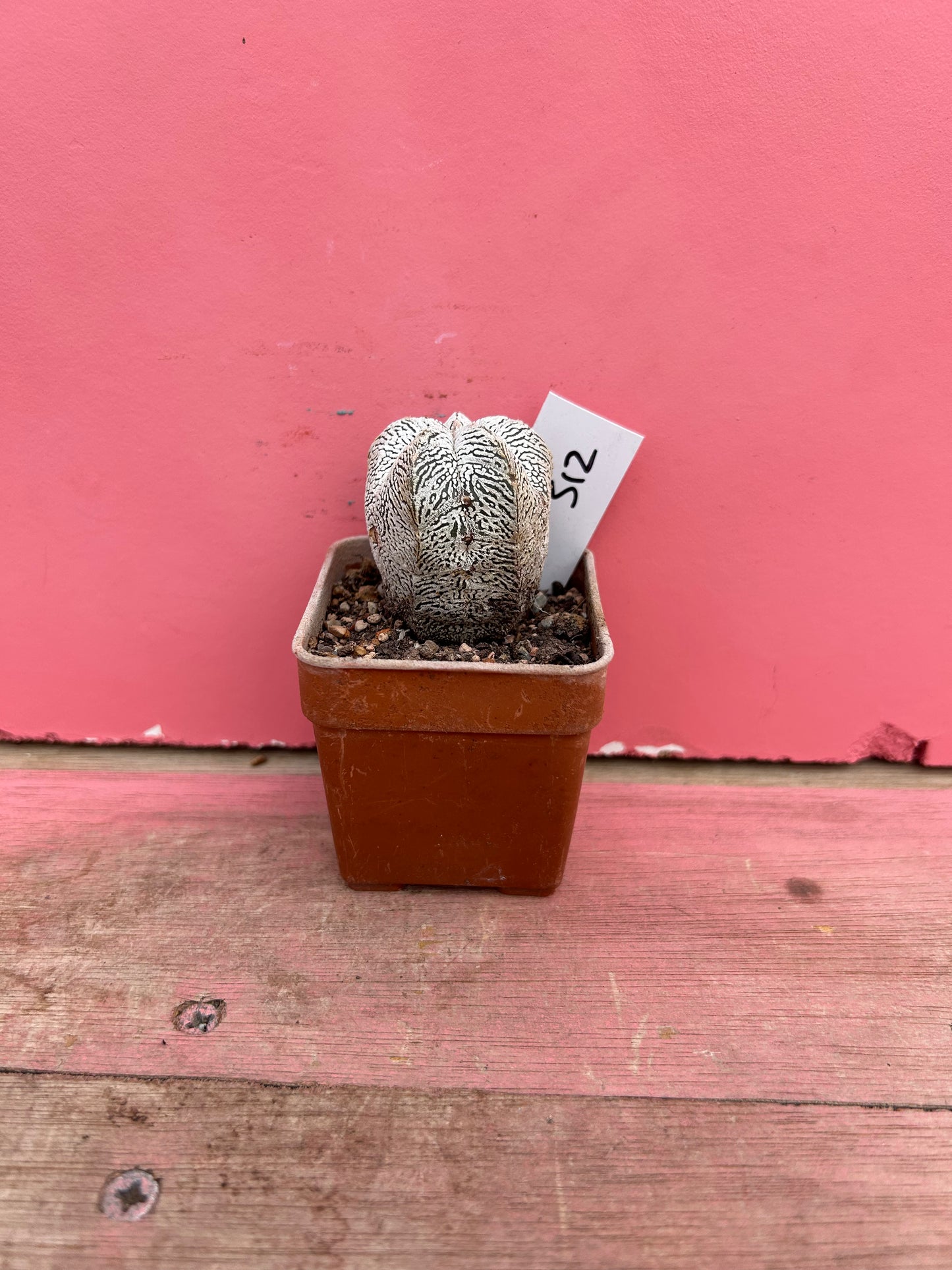Astrophytum superkabuto onzuka (312)
