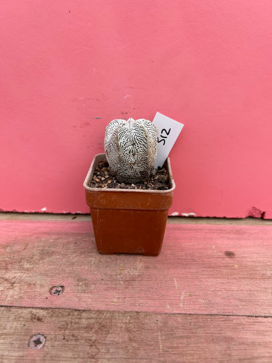 Astrophytum superkabuto onzuka (312)