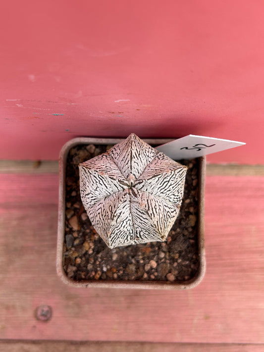 Astrophytum superkabuto onzuka (312)