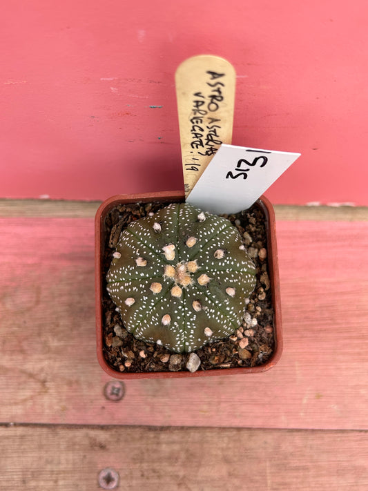 Astrophytum asterias variegated (313)