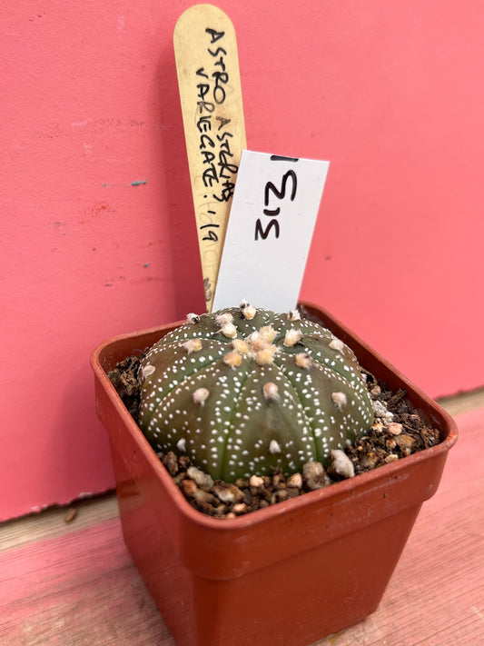 Astrophytum asterias variegated (313)