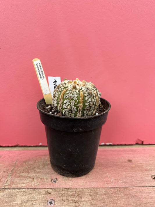 Astrophytum superkabuto (314)