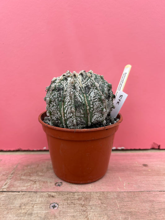 Astrophytum superkabuto hybrid (315)