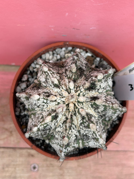 Astrophytum superkabuto hybrid (315)
