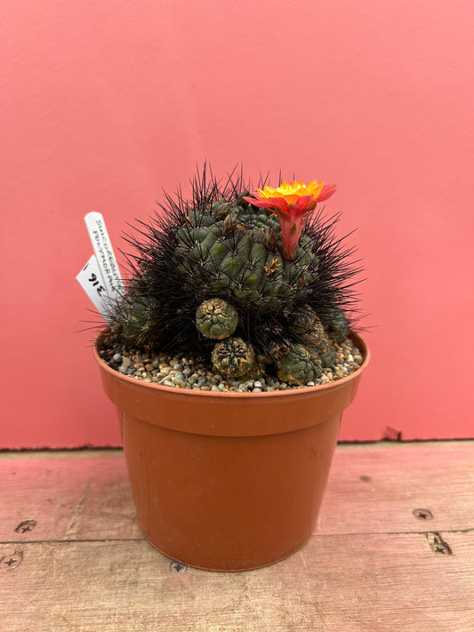 Sulcorebutia polymorpha (316)