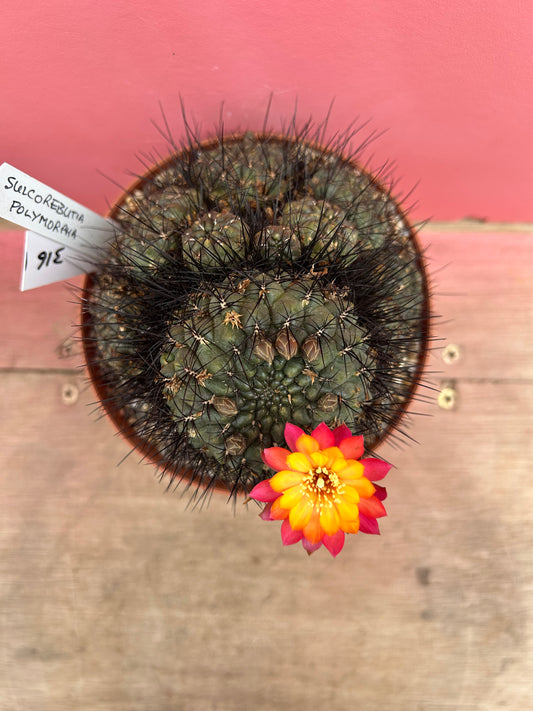 Sulcorebutia polymorpha (316)