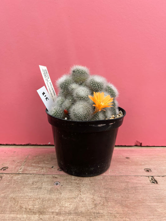 Rebutia / aylostera 'orange ice' (318)