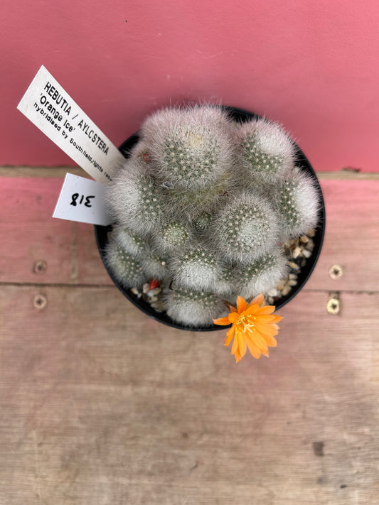 Rebutia / aylostera 'orange ice' (318)