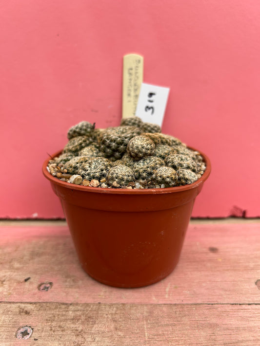 Sulcorebutia langeri (319)