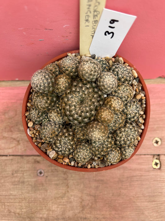 Sulcorebutia langeri (319)