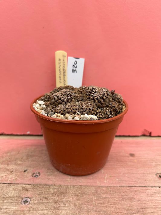 Sulcorebutia augustinii (320)