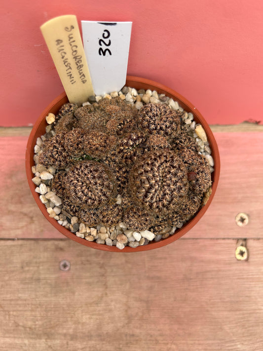 Sulcorebutia augustinii (320)