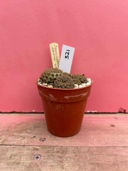 Sulcorebutia rauschii 'Gold Spine' (321)