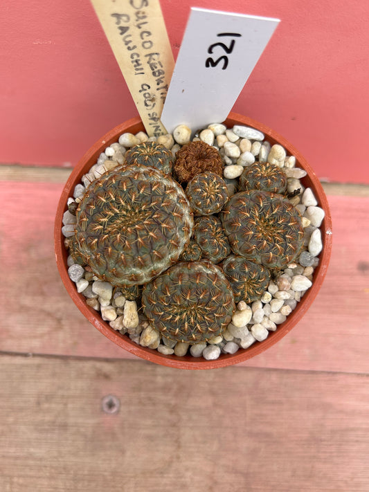 Sulcorebutia rauschii 'Gold Spine' (321)