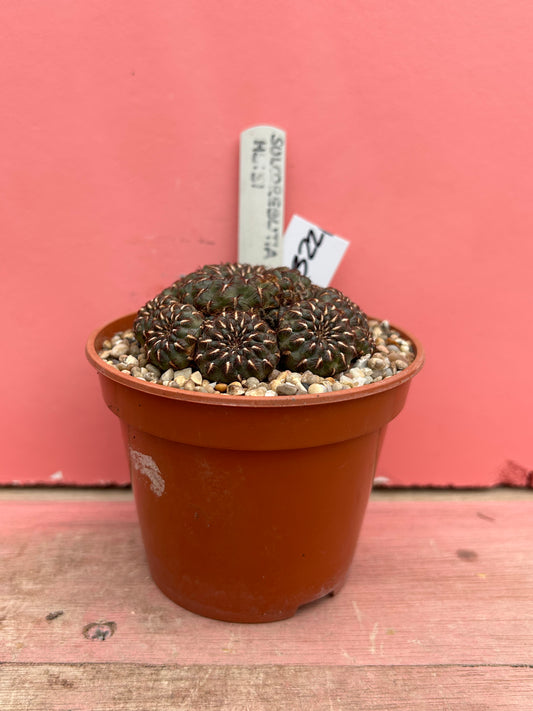 Sulcorebutia 'HS 151' (322)