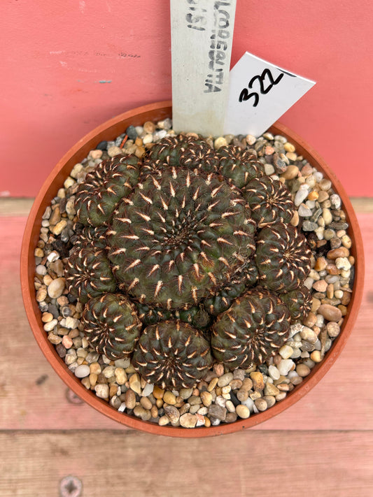 Sulcorebutia 'HS 151' (322)