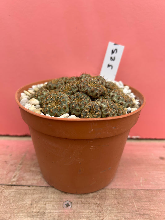 Sulcorebutia rauschii 'Gold Spine' (323)